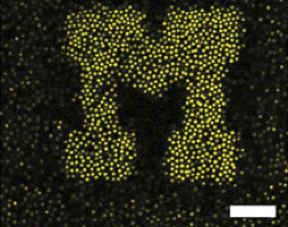 Nanocolloidal assembly into maize "M."